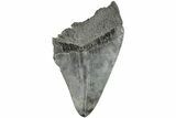 Partial Megalodon Tooth - South Carolina #194029-1